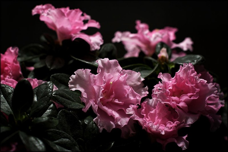 Incredibilmente rigogliosi