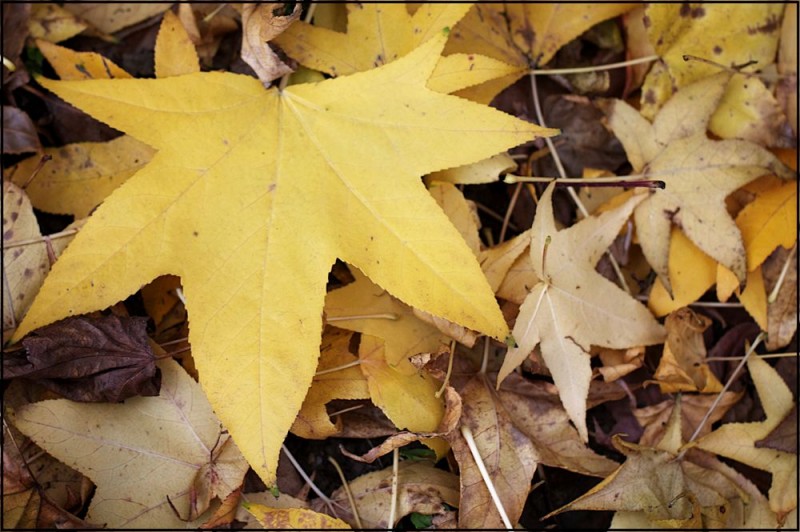 Monocromatismi autunnali