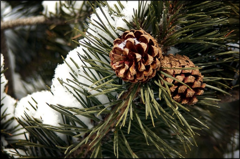 Atmosfera di montagna