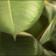 Mondo verde