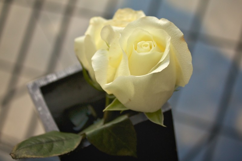 Il design dei fiori (1)